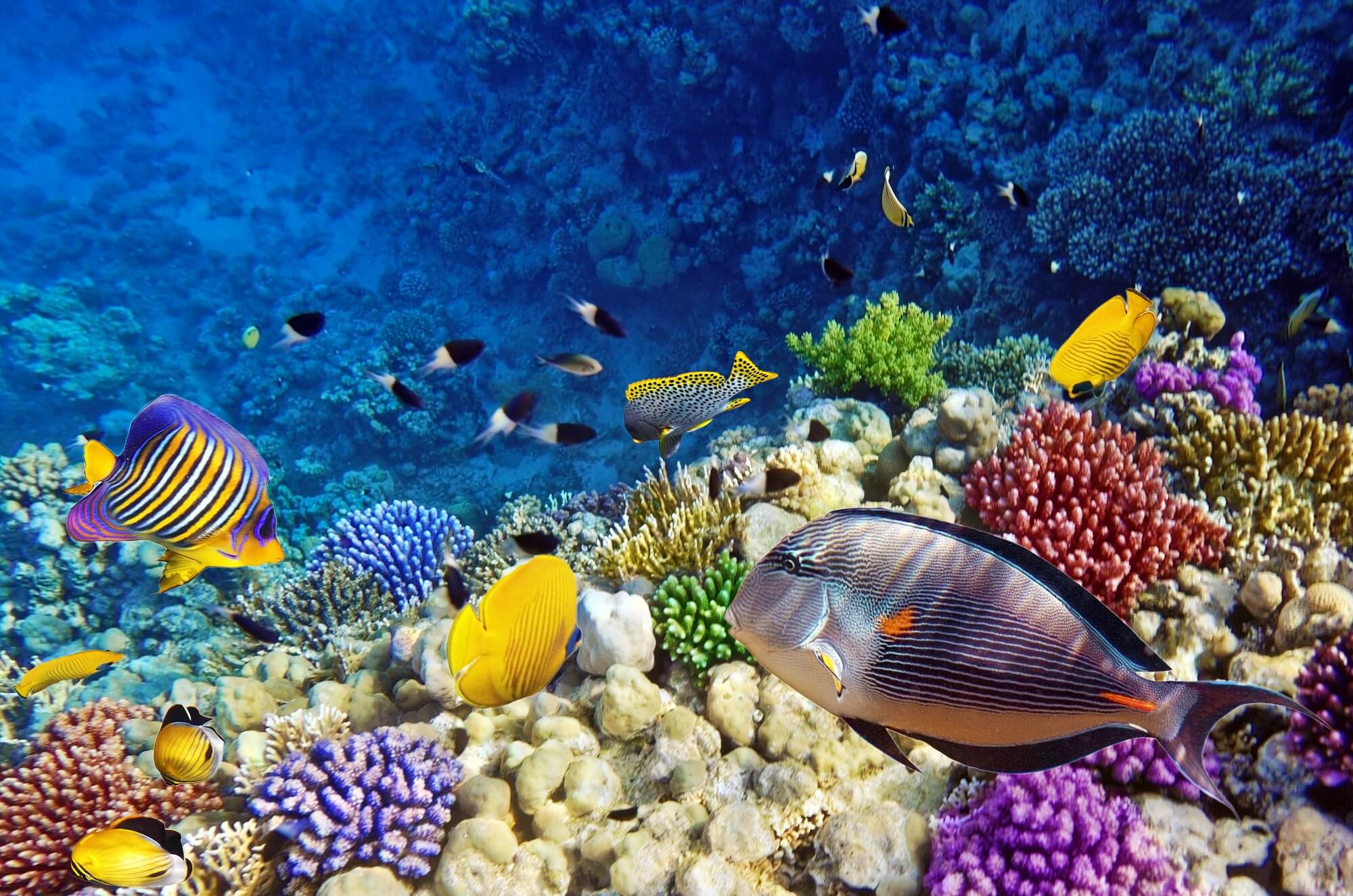 Luxury Cruise to Magawish Island in Hurghada. thumb 10