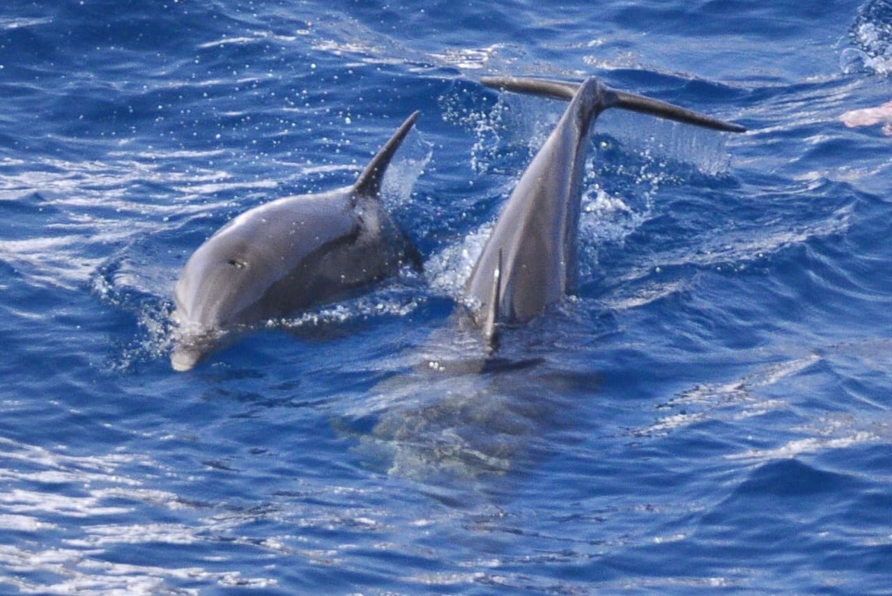 Luxury Cruise to Dolphin House. thumb 3