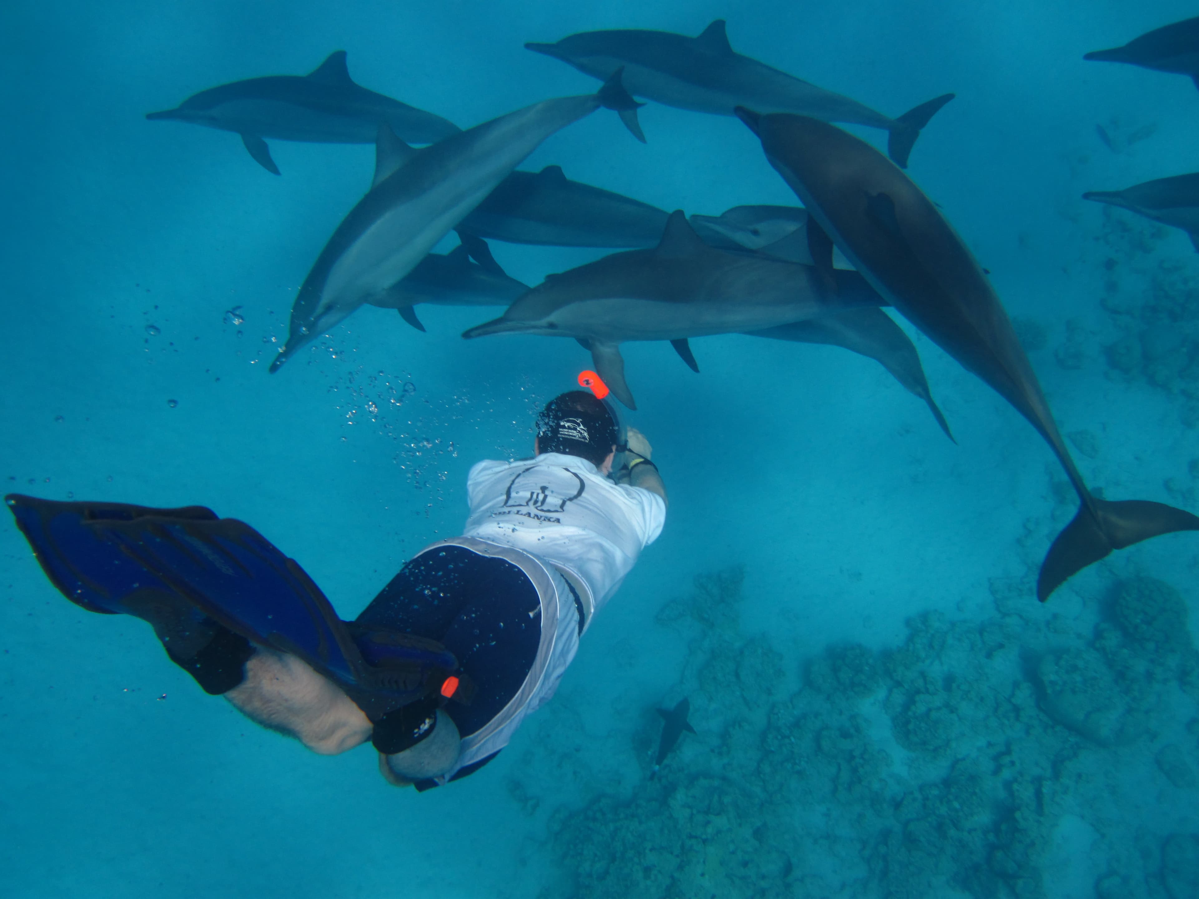 Luxury Cruise to Dolphin House. thumb 4