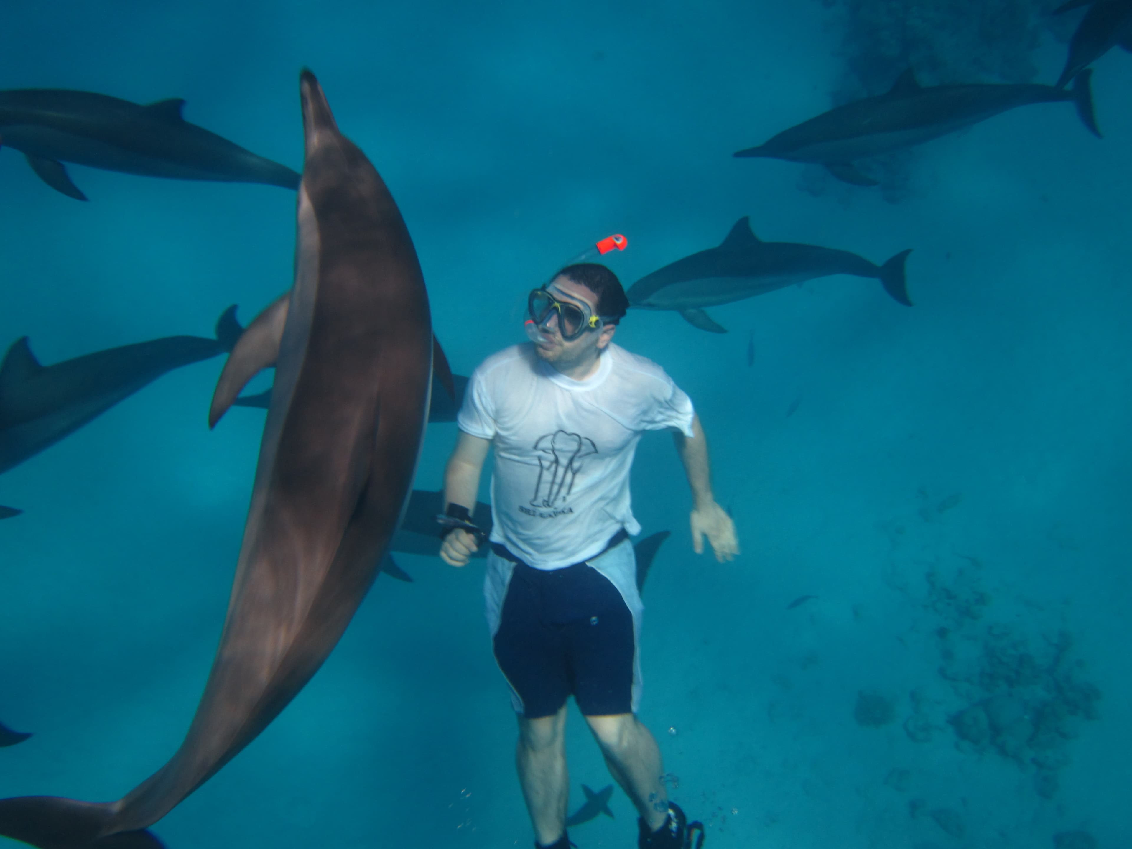 Luxury Cruise to Dolphin House. thumb 5