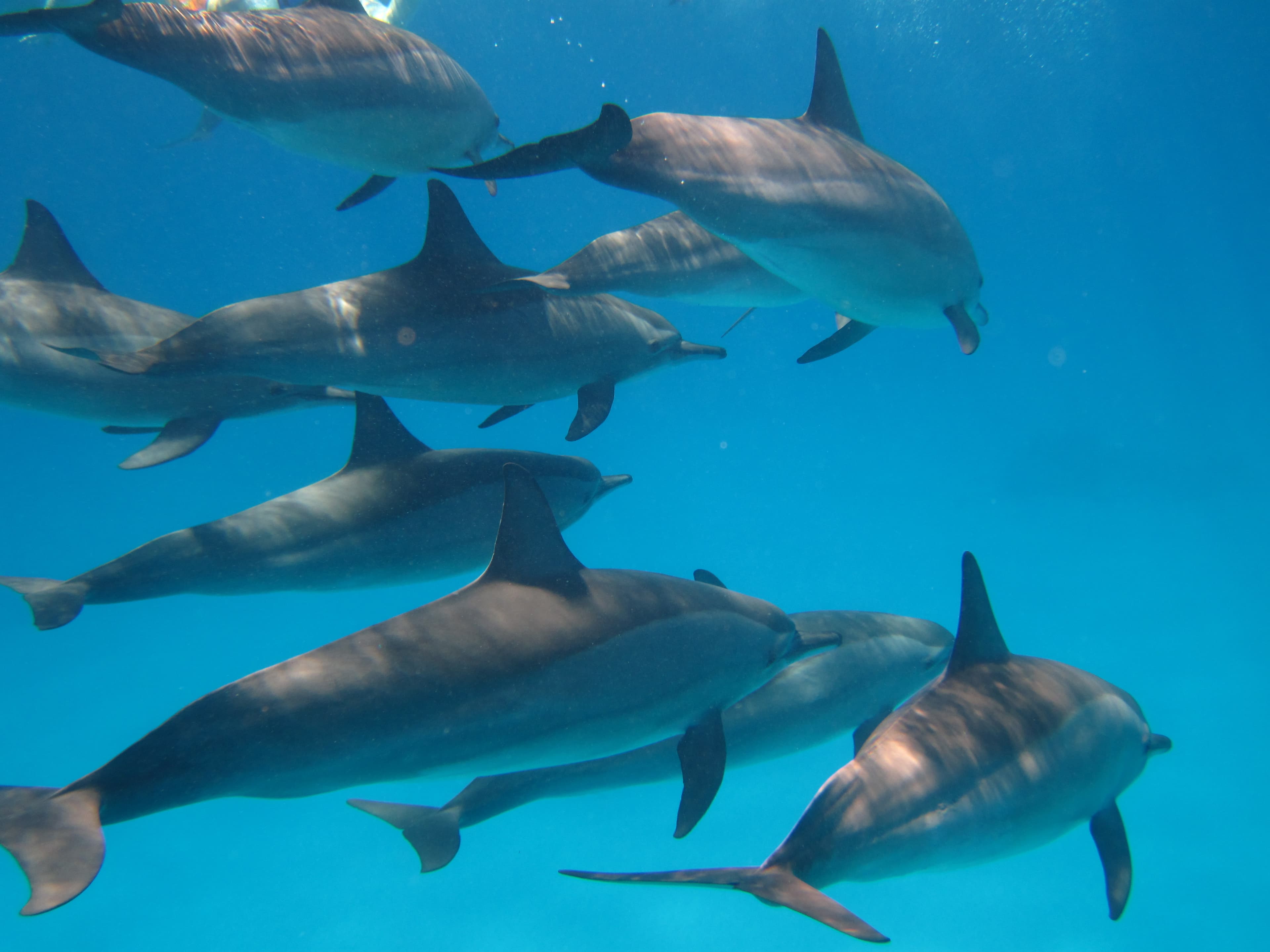 Luxury Cruise to Dolphin House. thumb 6